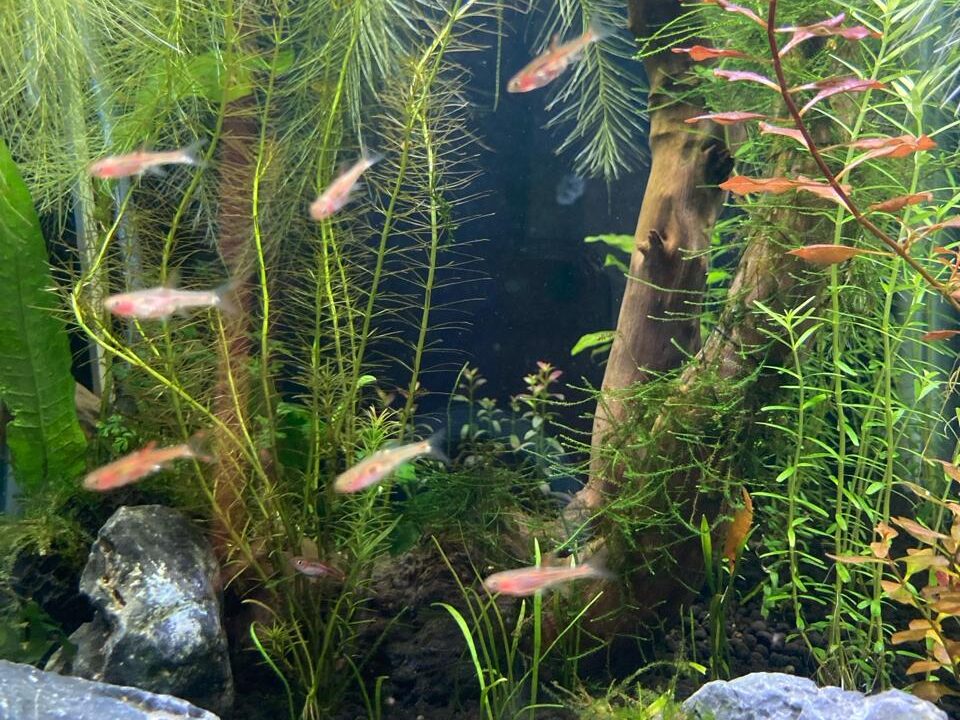 Chili Rasbora